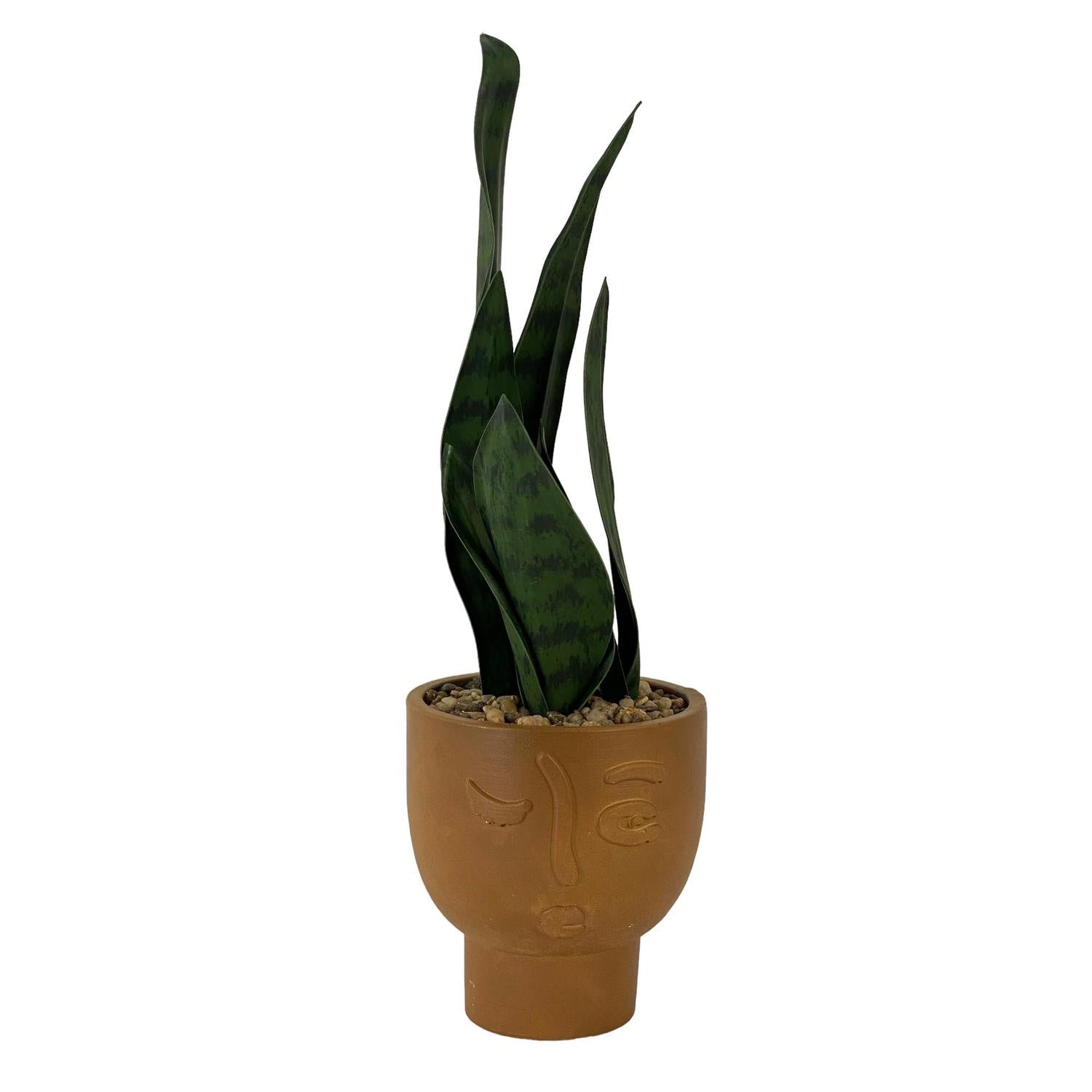 Planta 12X12X29 Verde-Marron
