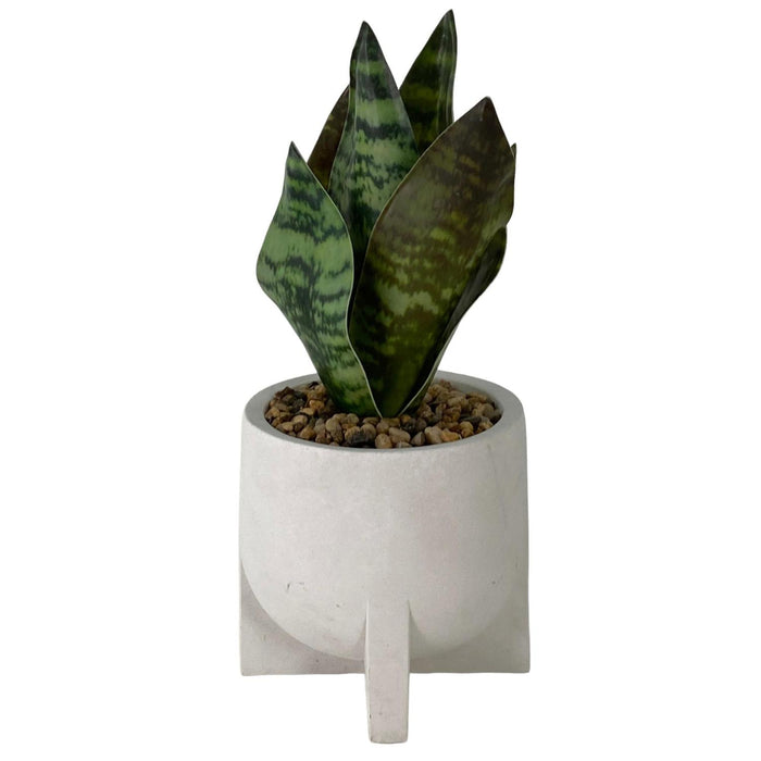 Planta 12X12X28 Verde-Blanco